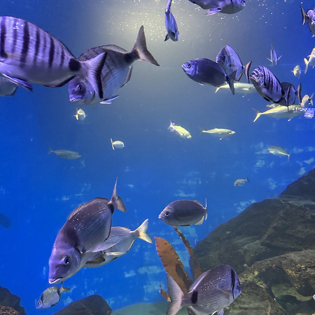 Museo Marítimo del Cantábrico